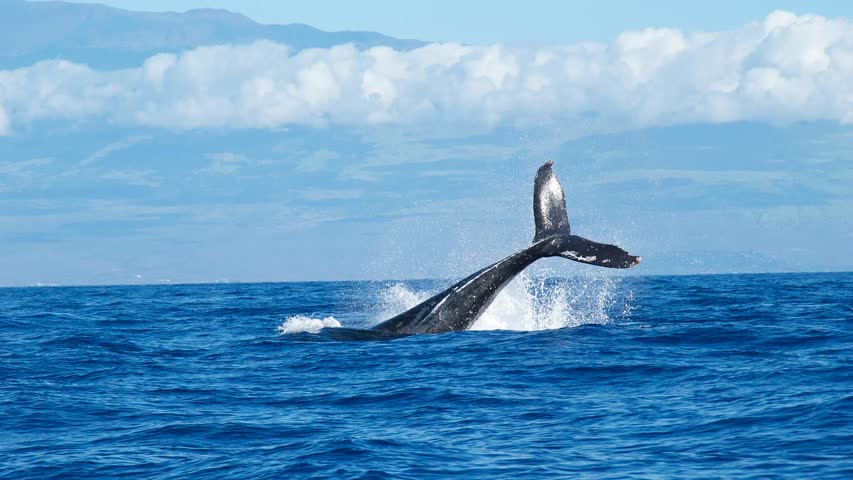 Фото - Туристы на катамаране столкнулись с китом в океане и едва не погибли